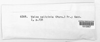 Valsa salicina image